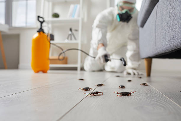 Post-Treatment Bed Bug Interceptor Monitoring in Pine Ridge